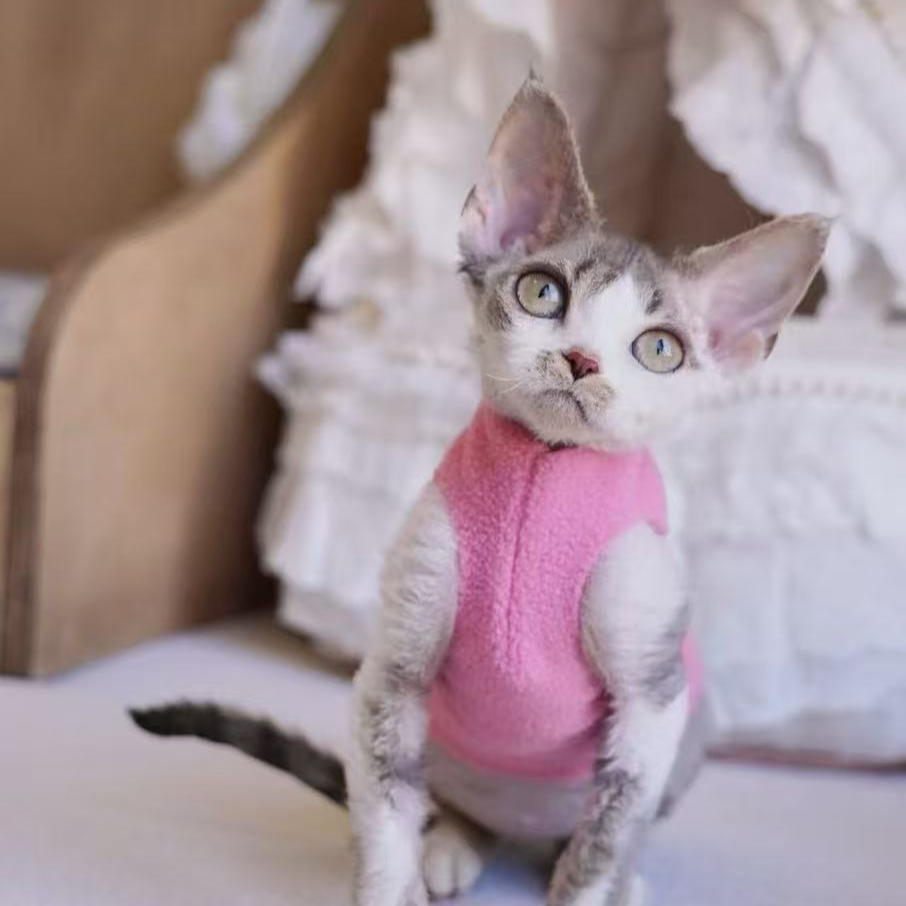 糖果家德文宠物猫猫成交链接