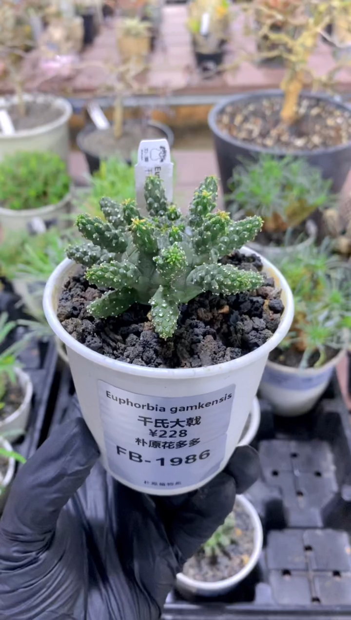 【闪购商品】干式大戟FB-1986