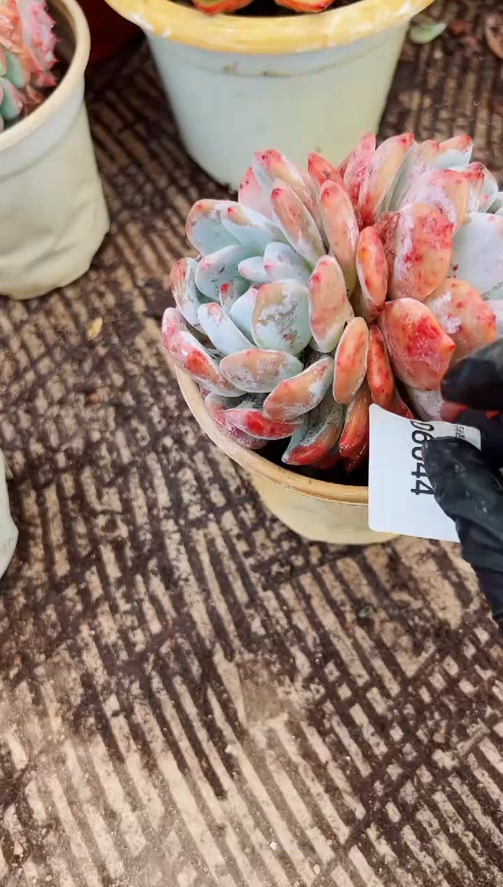 平**季多肉植物一物一拍06044