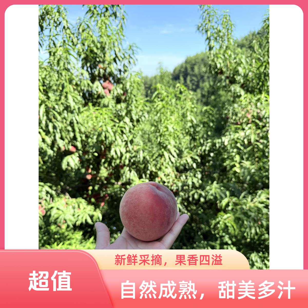 【生鲜发货】重庆高山秋彤桃自然生长新鲜水果香甜多汁现摘现发