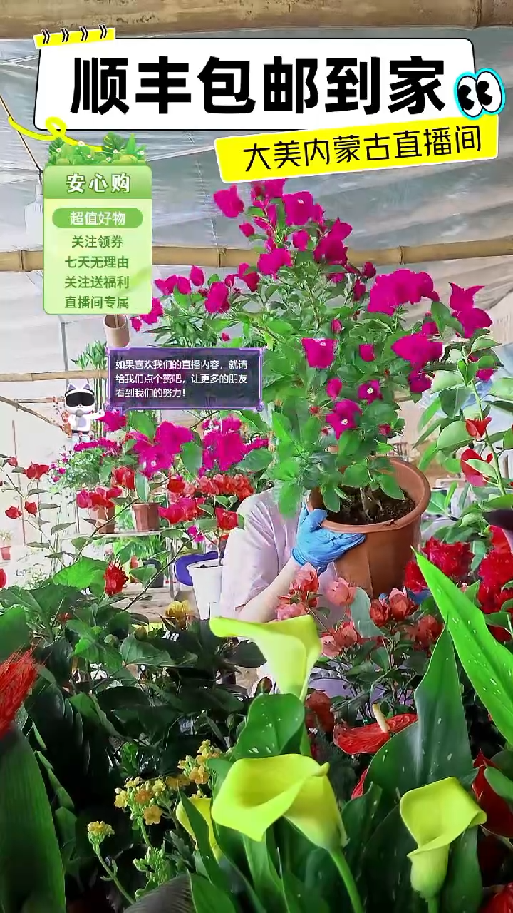 完全开放云南紫三角梅