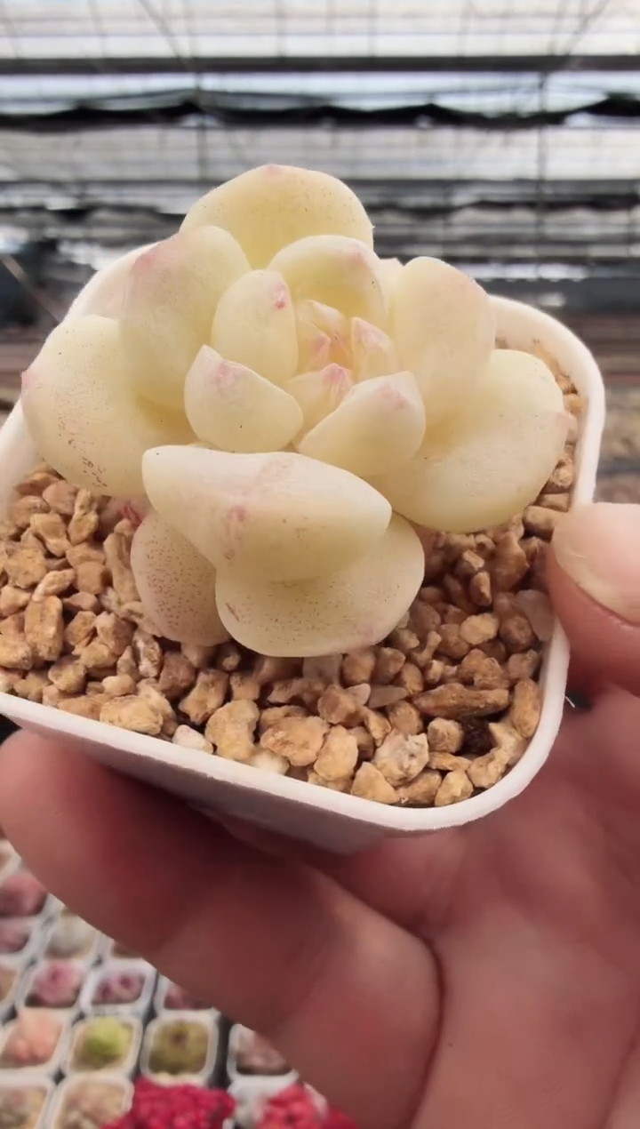 东云多肉园新款-110