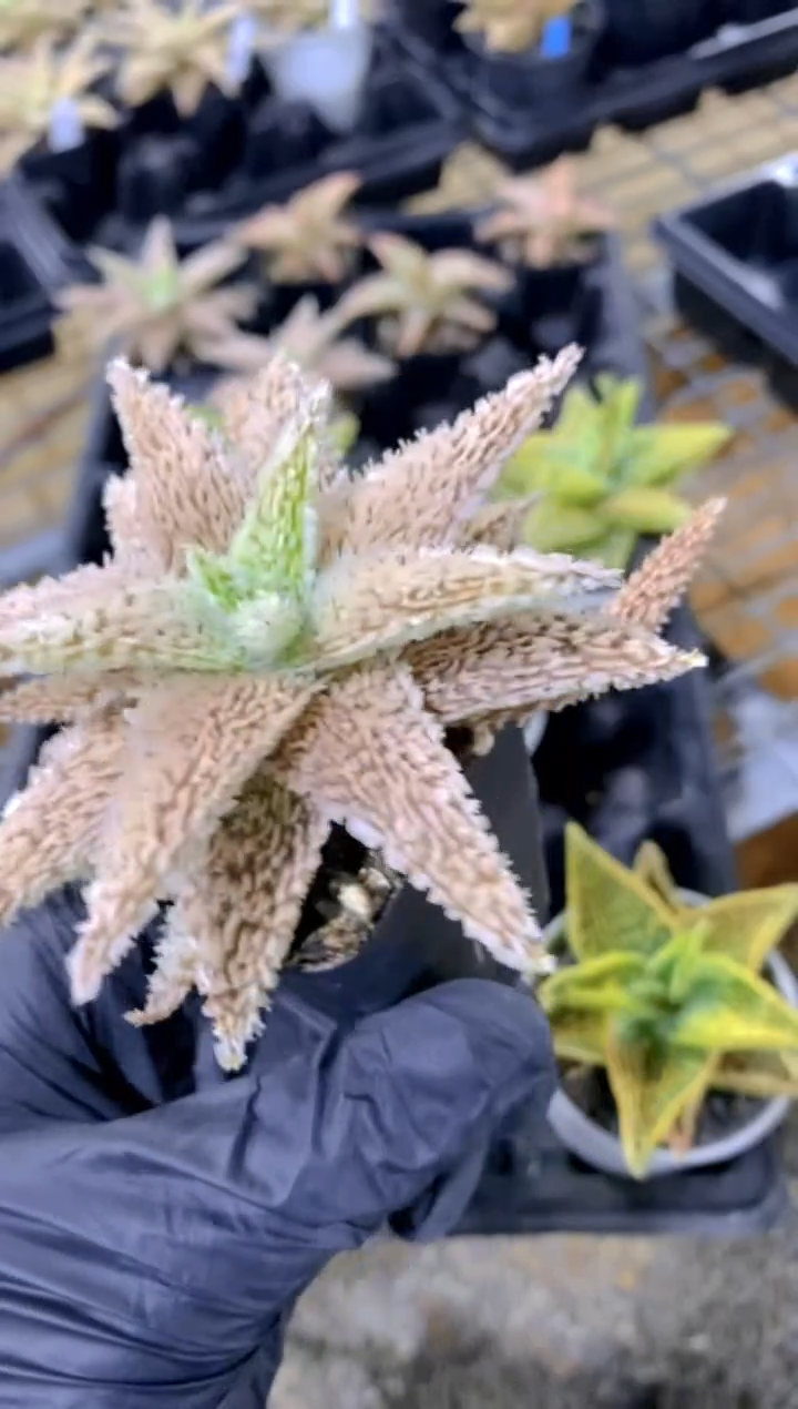 【闪购商品】园艺芦荟wl152FB-1622