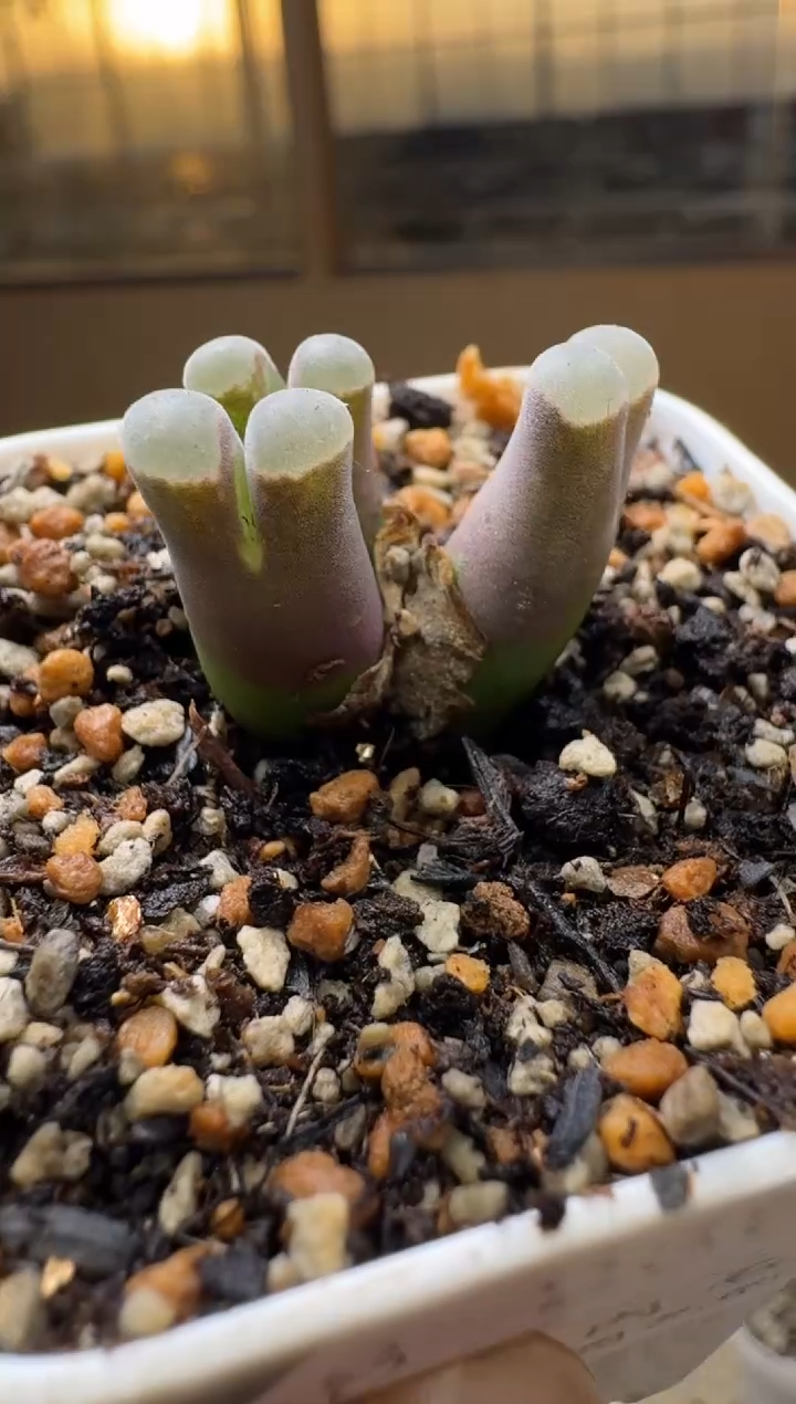 8-239多肉植物肉锥