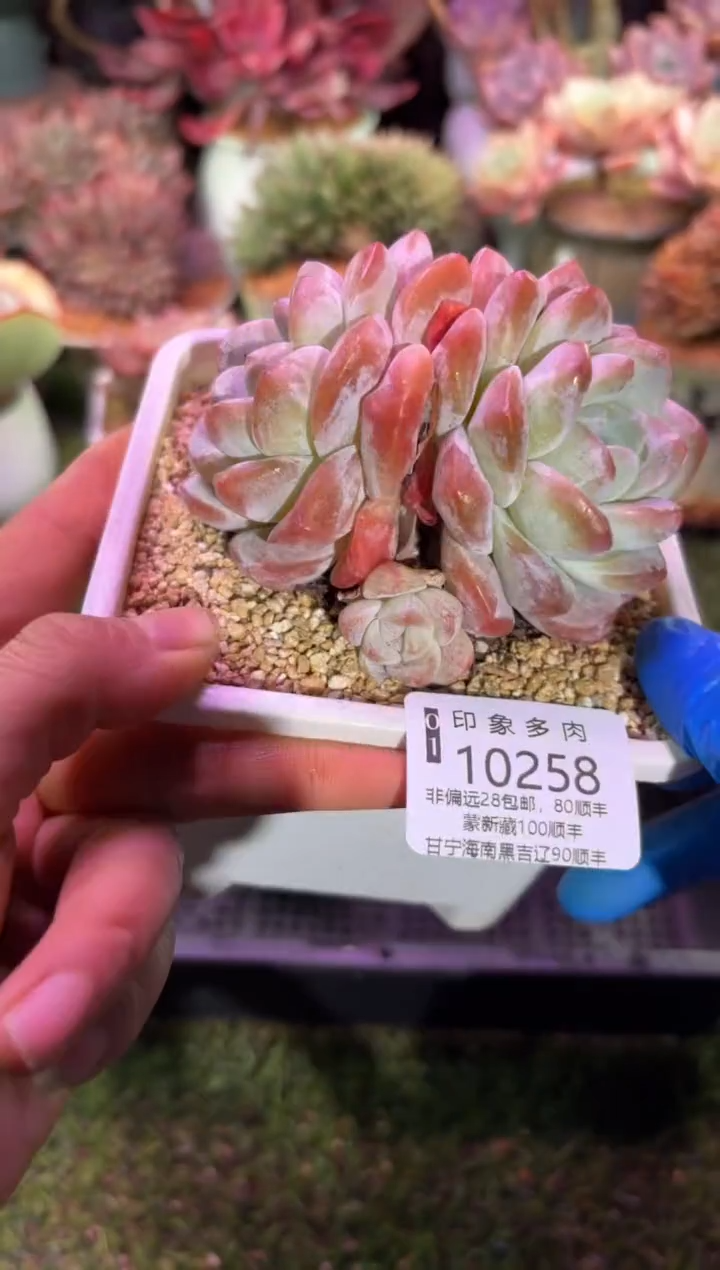 【闪购商品】10258