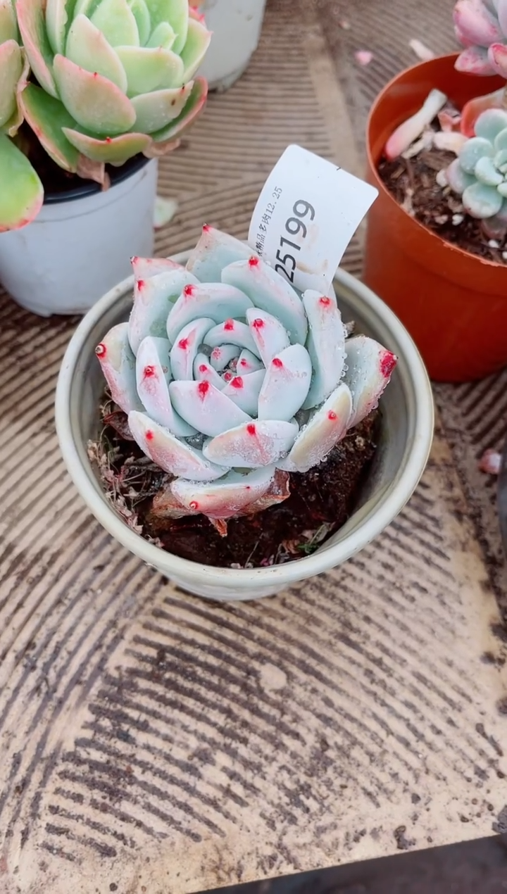 落*跃跃精品多肉25199