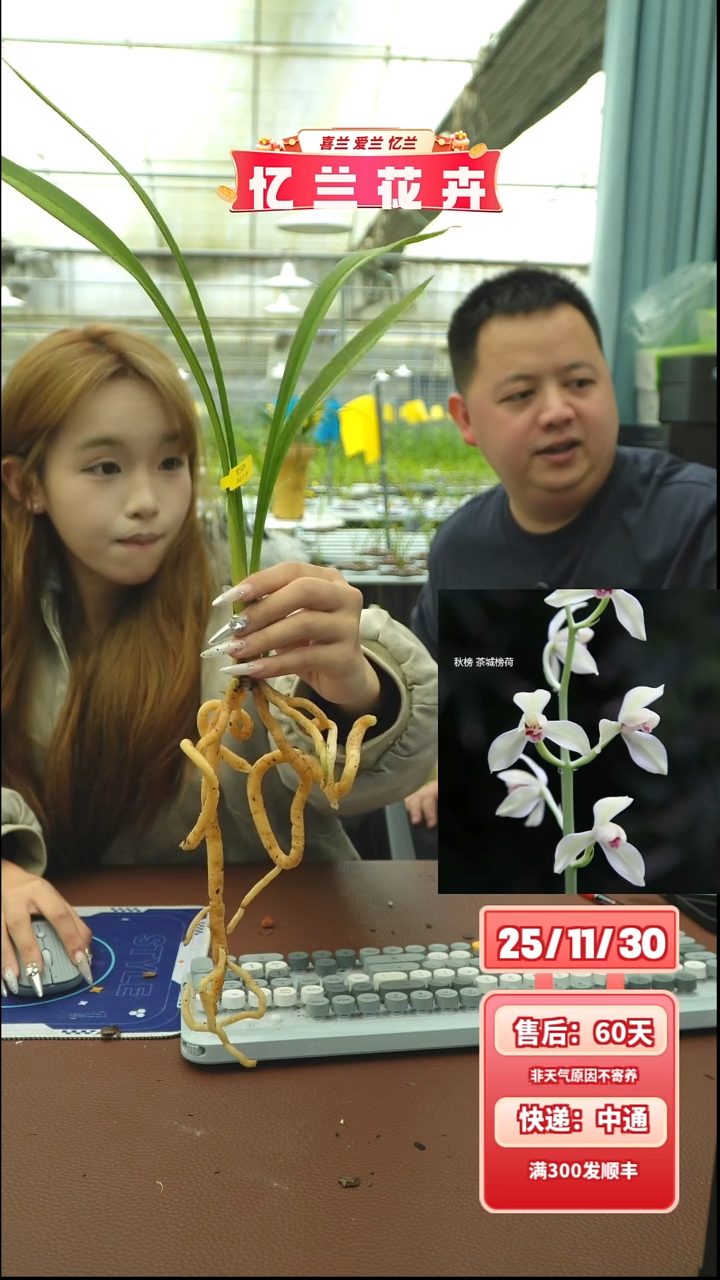 当前无花栽培后可以开花茶城榜荷