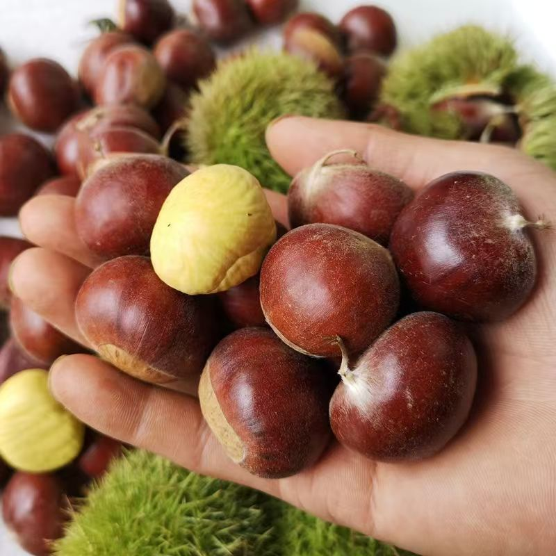 2025大别山老树板栗生新鲜栗子现摘现发红壳即食板栗