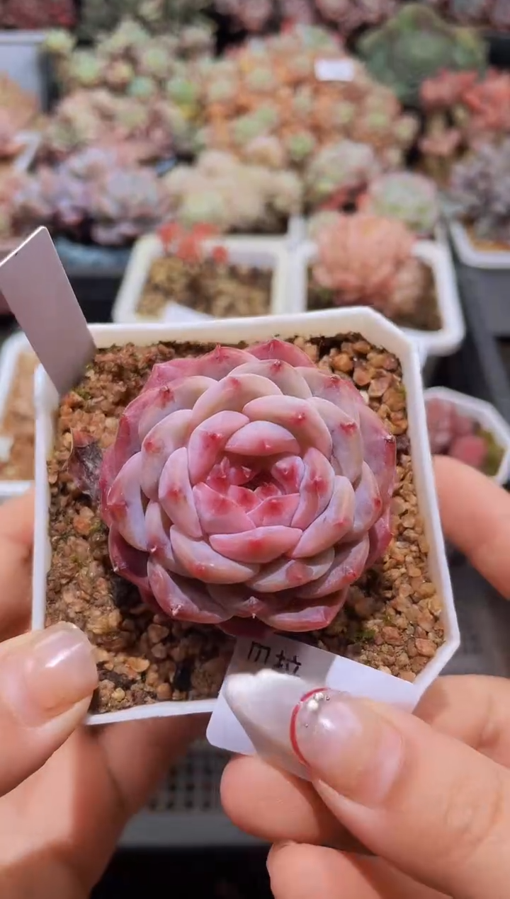 【闪购商品】895冰魄