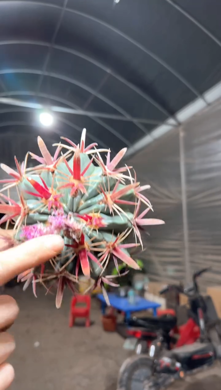 11-15cm 宽刺日出【实生根】