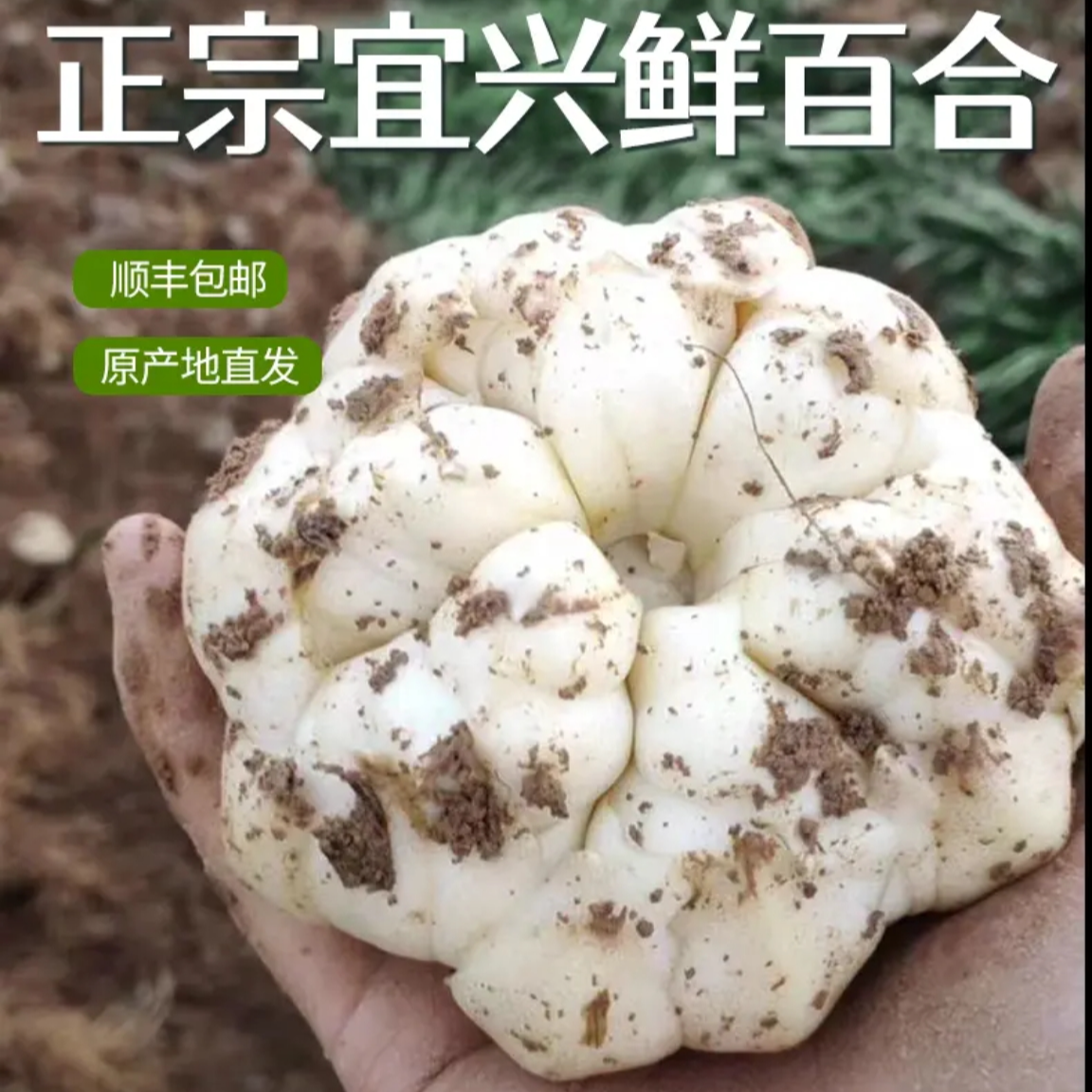 新鲜现挖宜兴食用百合微苦口感软糯顺丰发货