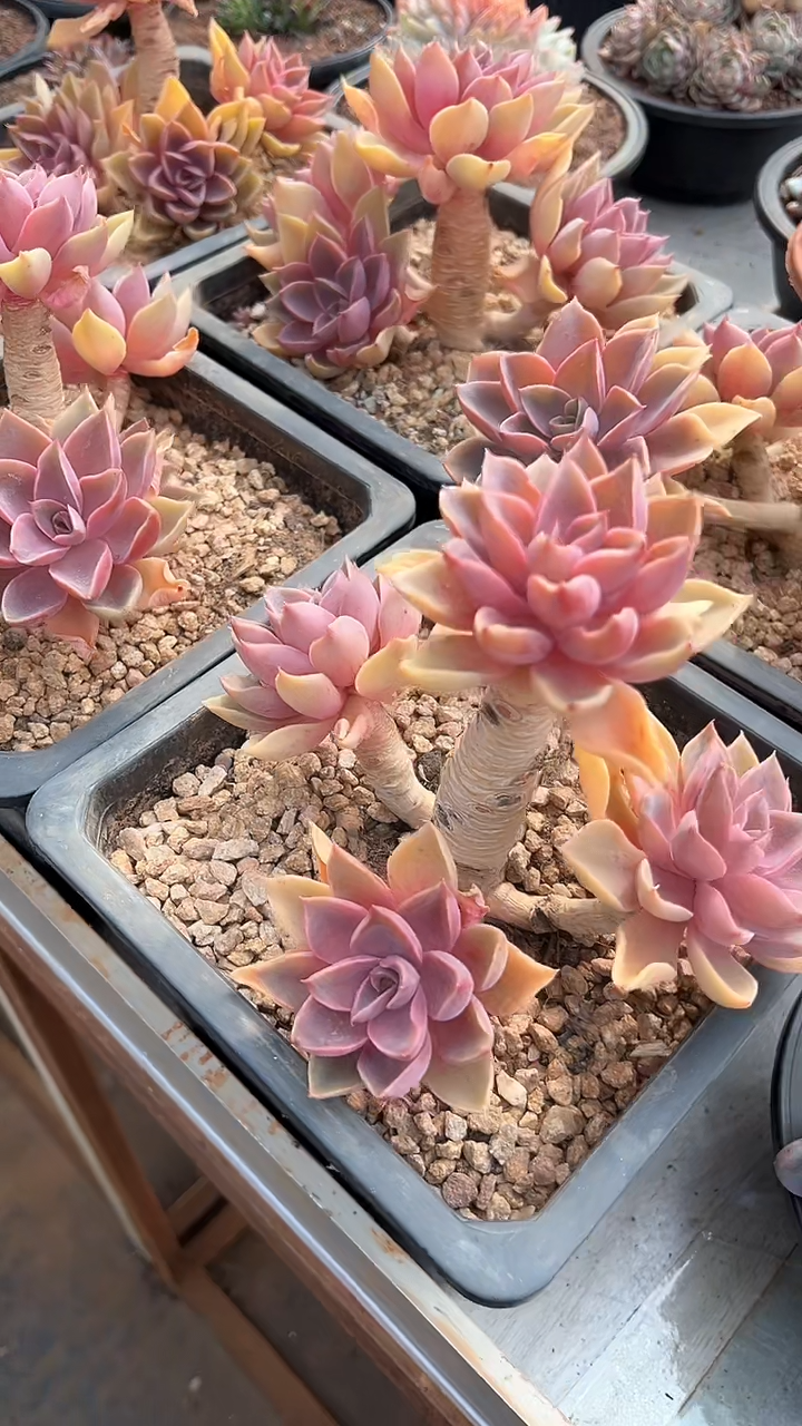 【闪购商品】老桩紫气东来多肉（可单挑）