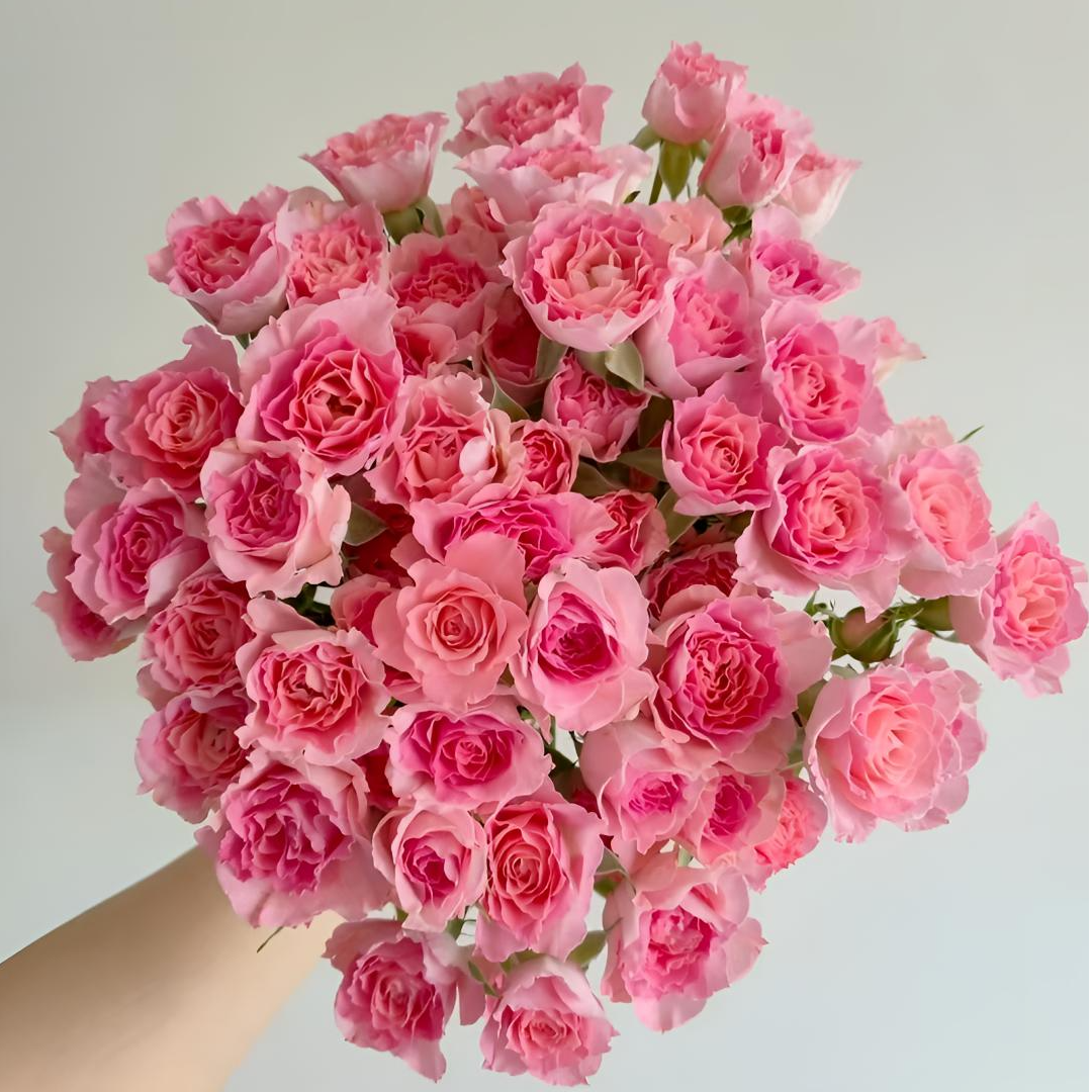 【花之洲】高雅爱人多头玫瑰10枝 全店任意两单顺丰包邮