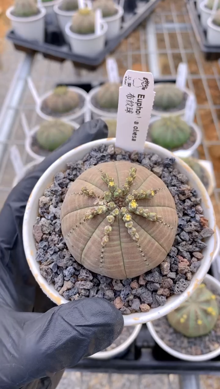 【闪购商品】布纹球FA-9913