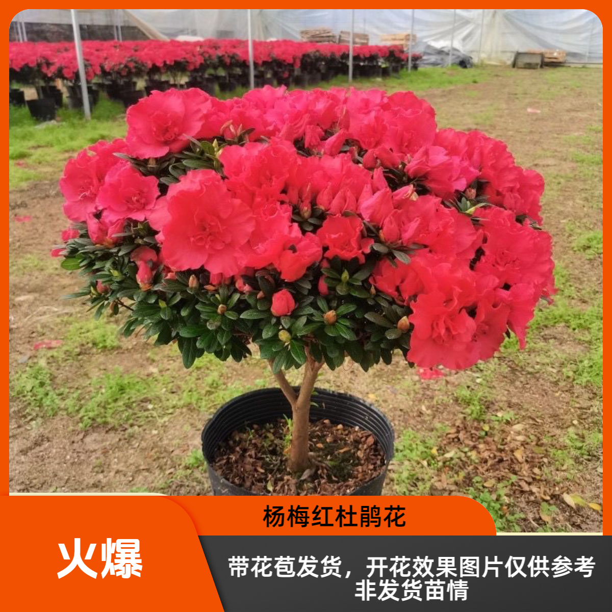 《杨梅红》杜鹃花带花苞庭院室内绿植室外四季开花易养原盆土发货