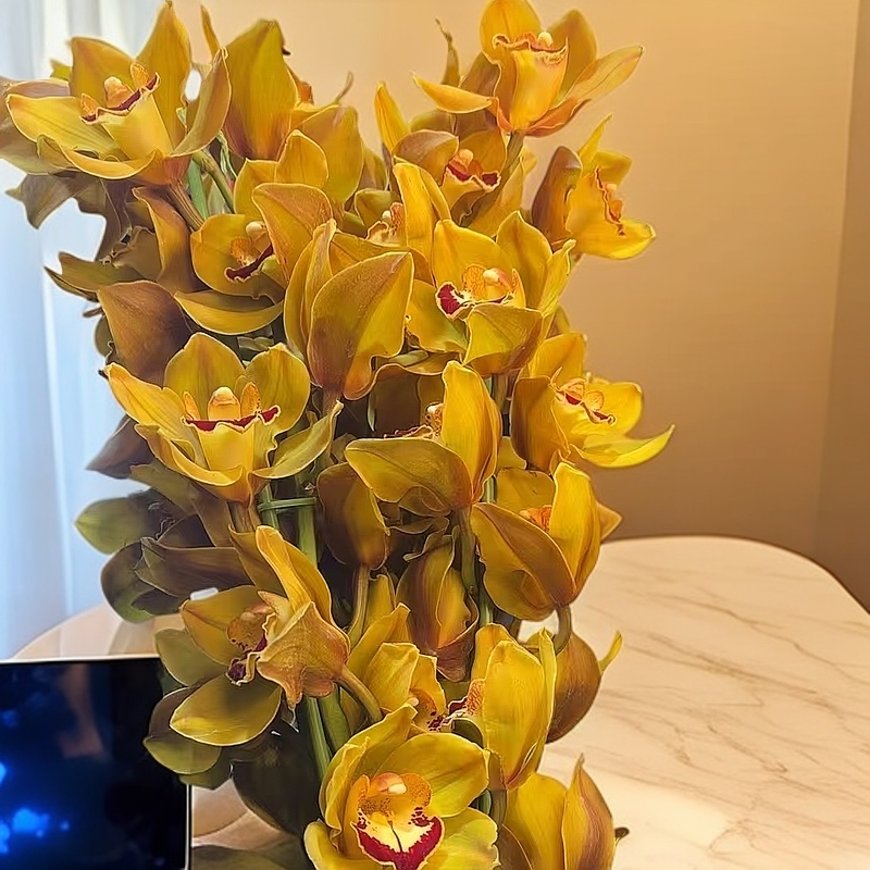 AAAAA 漫月 鲜切花 经典复古色大花蕙兰 年宵花喜庆家庭花卉