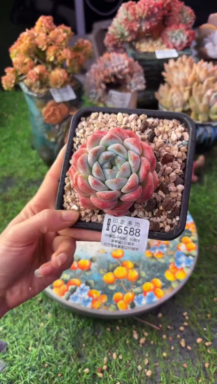 昆明印象多肉06588