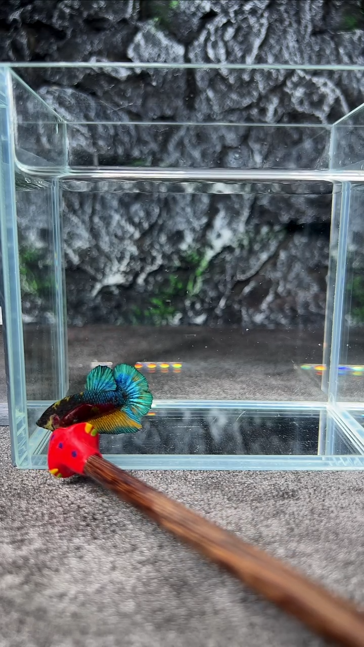 斗鱼竞拍链接A109