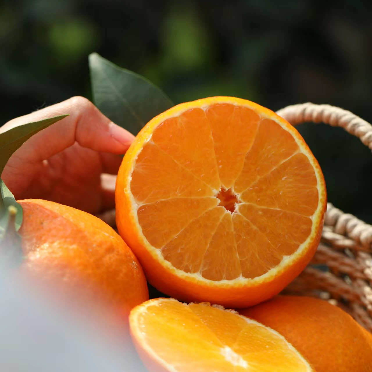 利氏红美人果冻橙