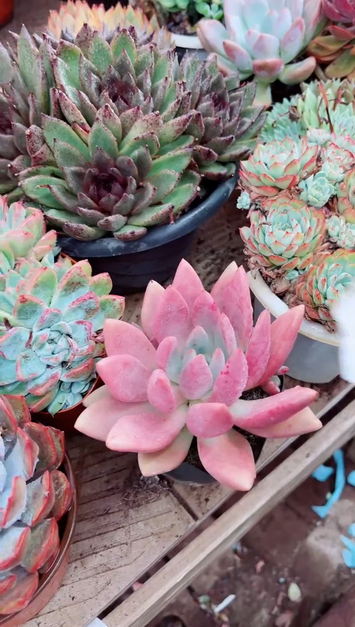 @***嘟03084多肉植物一物一拍