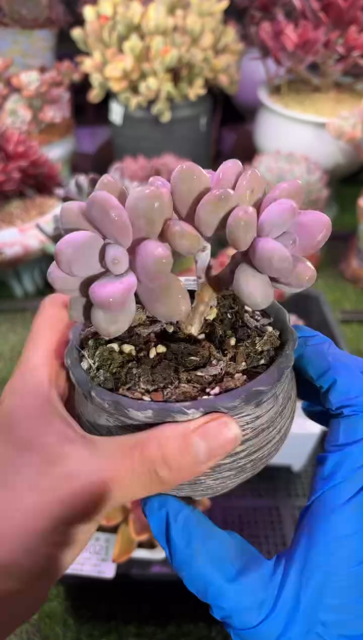 【闪购商品】03022