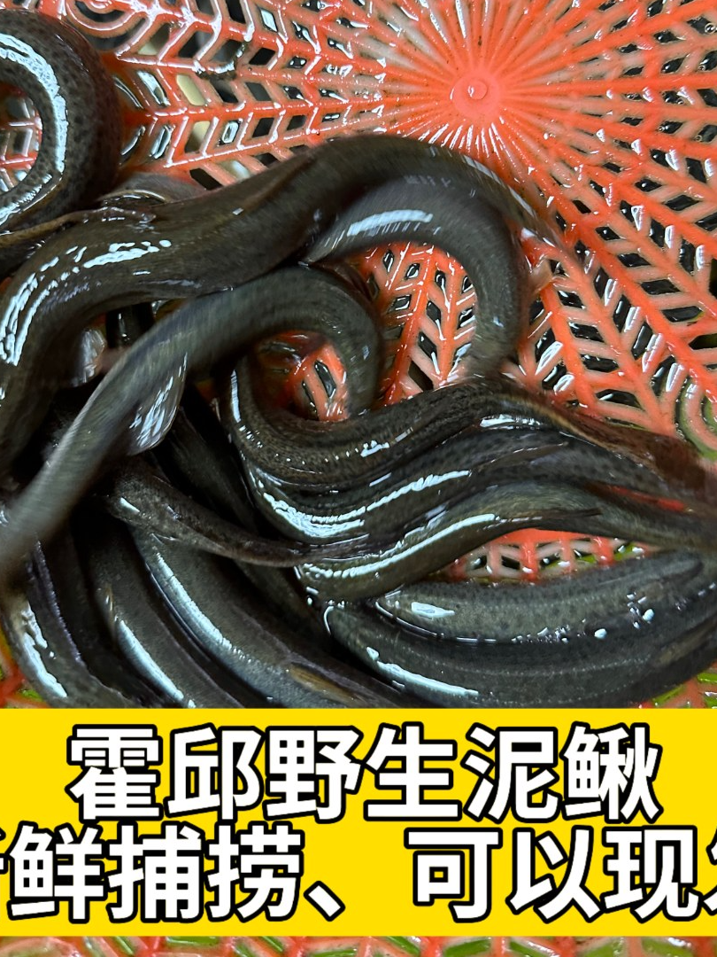  野生泥鳅新鲜捕捞，现拍现发顺丰包邮