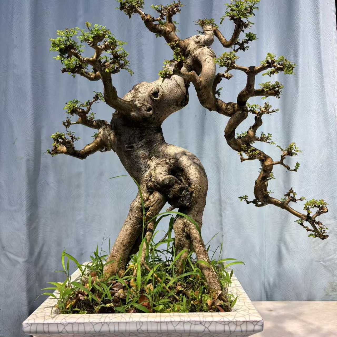 精品盆景白蜡岭南盆景