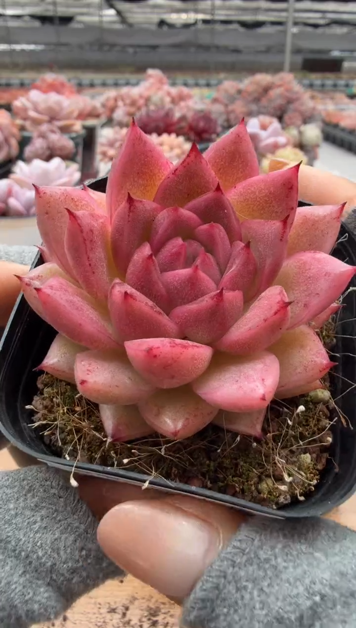 东云多肉园二店-108