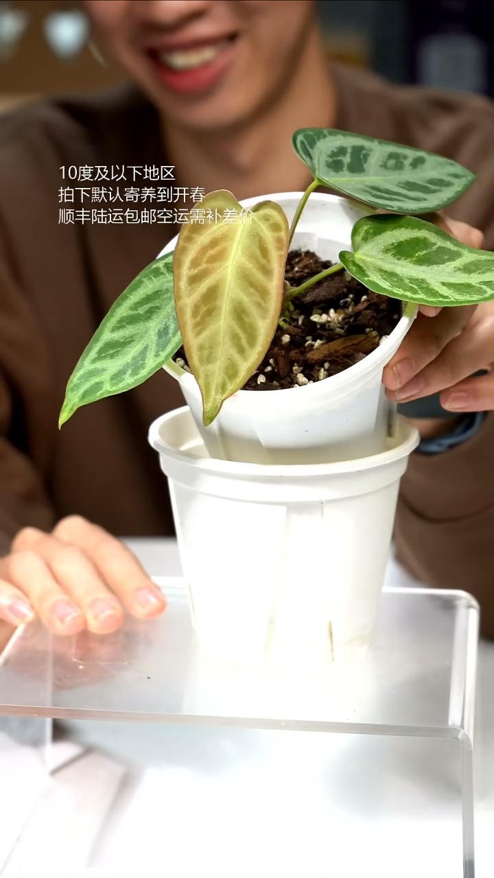 完全开放银河 02