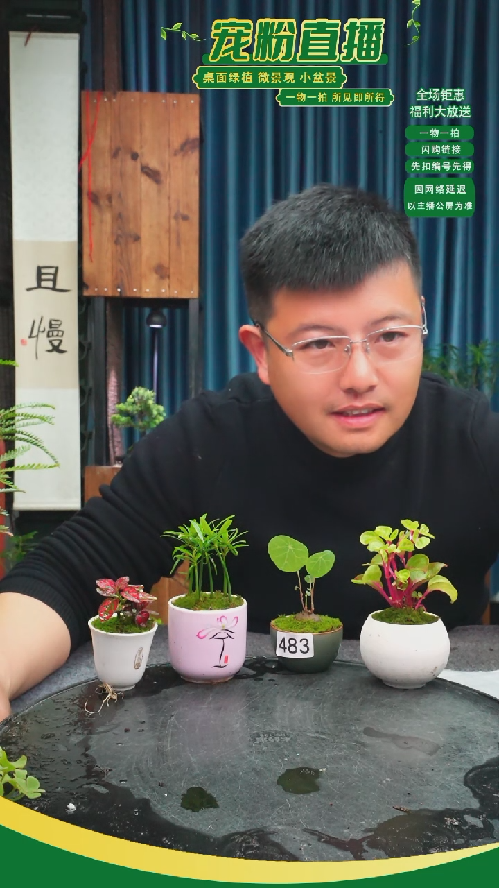 无花朵凭**风苔藓微景观483号