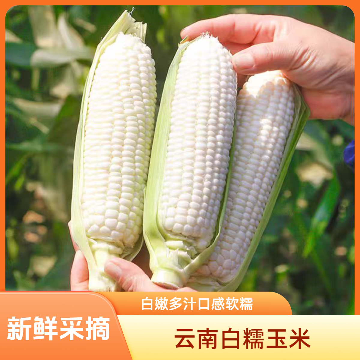 【新鲜采摘】正宗白糯玉米香粘软糯现摘现发产地直发