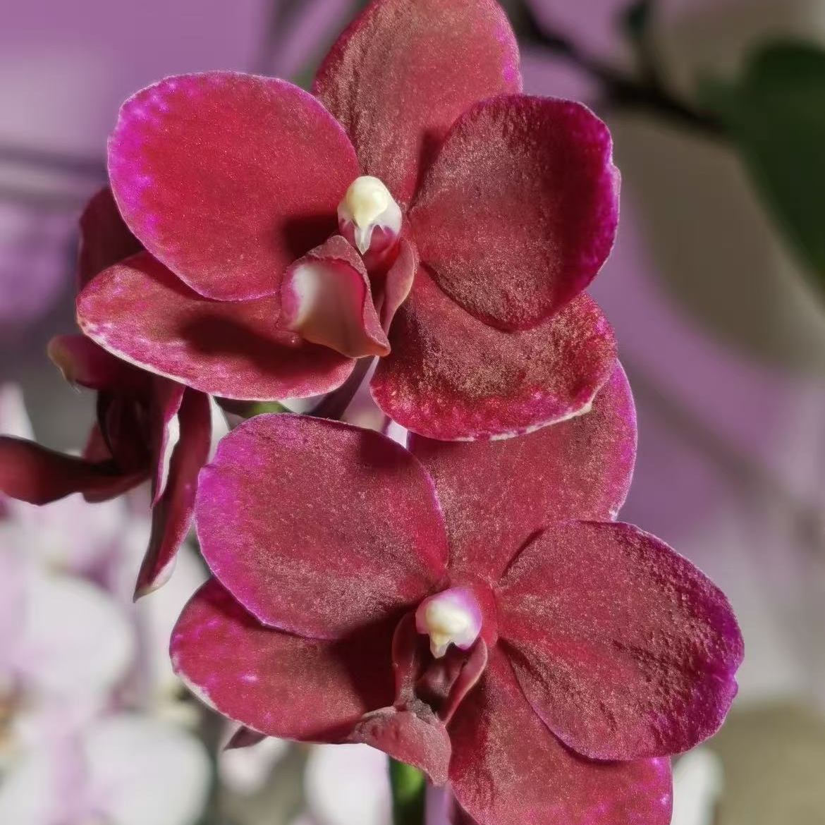 【胭脂】精品蝴蝶兰花室内阳台办公室高端花卉绿植盆栽年宵花