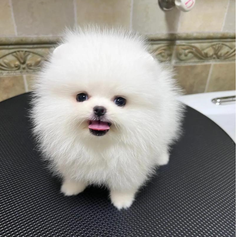 （全款 拍后自选）博美小型犬宠物狗