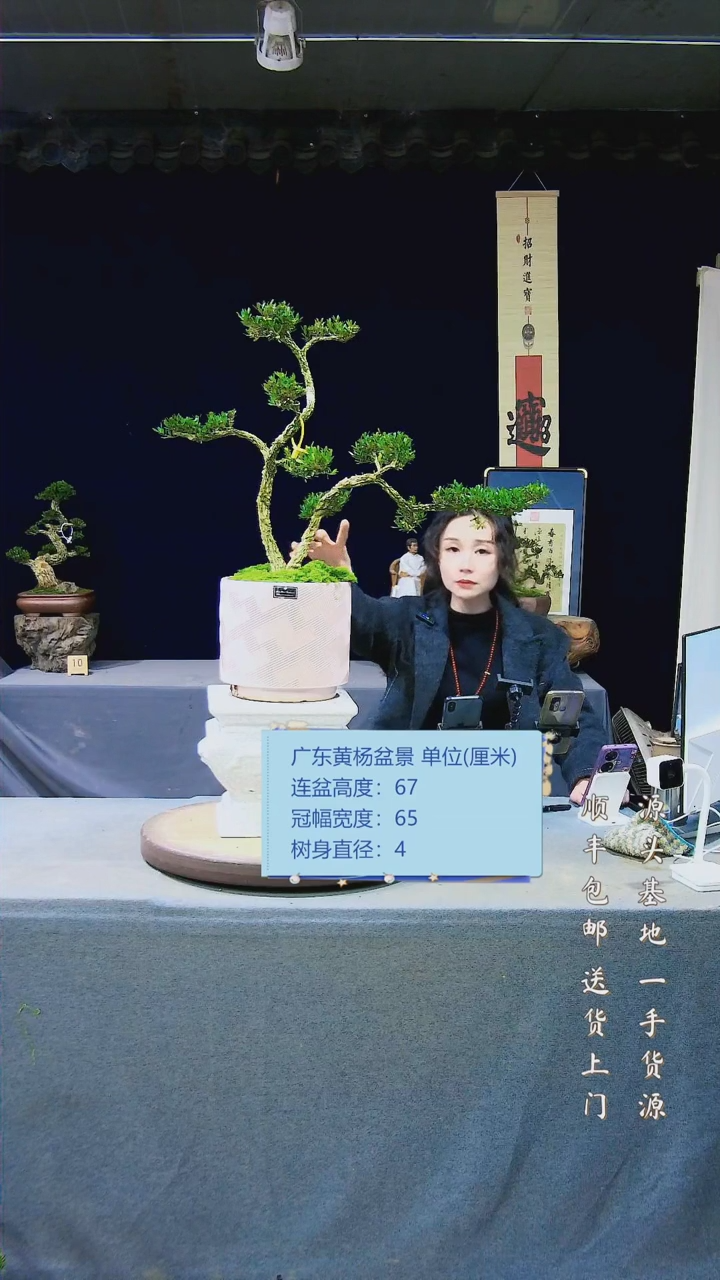 【闪购商品】雀舌黄杨盆景雀舌黄杨盆景