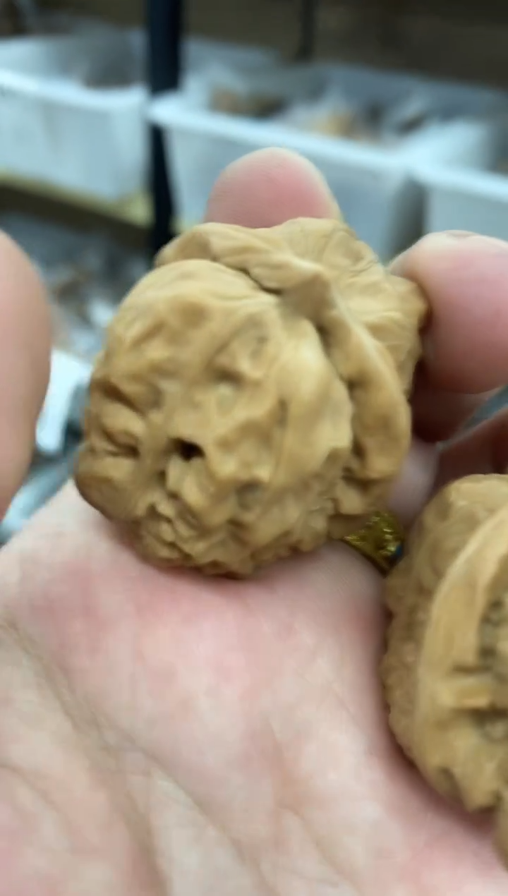 延庆蛤蟆头山地果#41999AAA