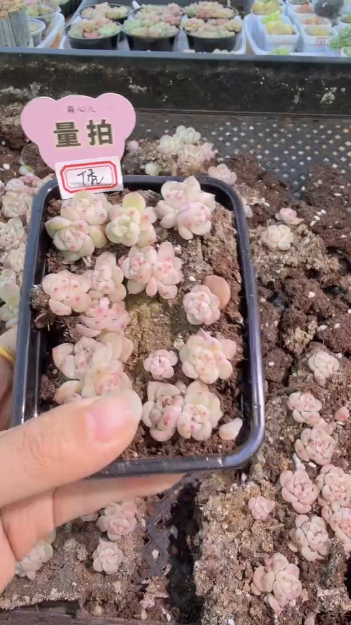 T秃切糕1盒 量拍多肉植物