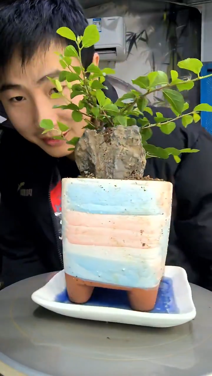 康*W中青园艺一物一拍花253