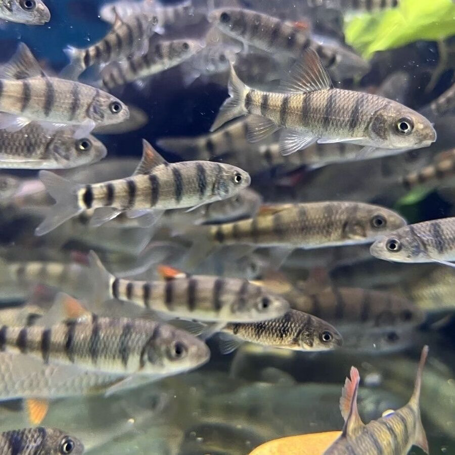 红腹溪石斑光唇鱼溪流缸原生缸草缸冷水鱼群游好养耐活观赏鱼