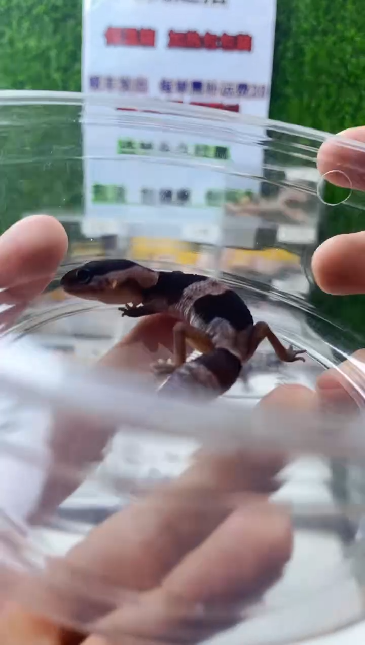 豹纹守宫豹纹守宫幼苗亚成体肥尾