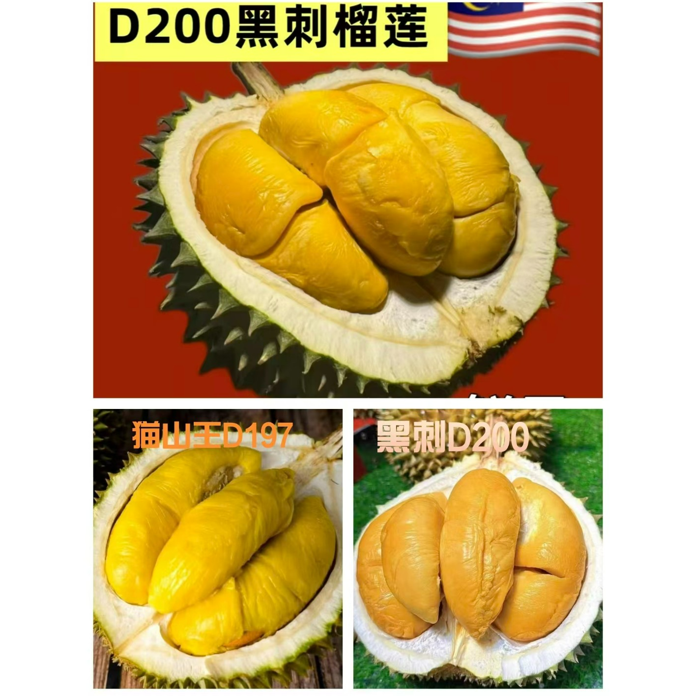 空运树熟猫山王D197/黑刺/D163组合鲜榴莲一果一重，核大更黄香甜软糯猫山王马来西亚