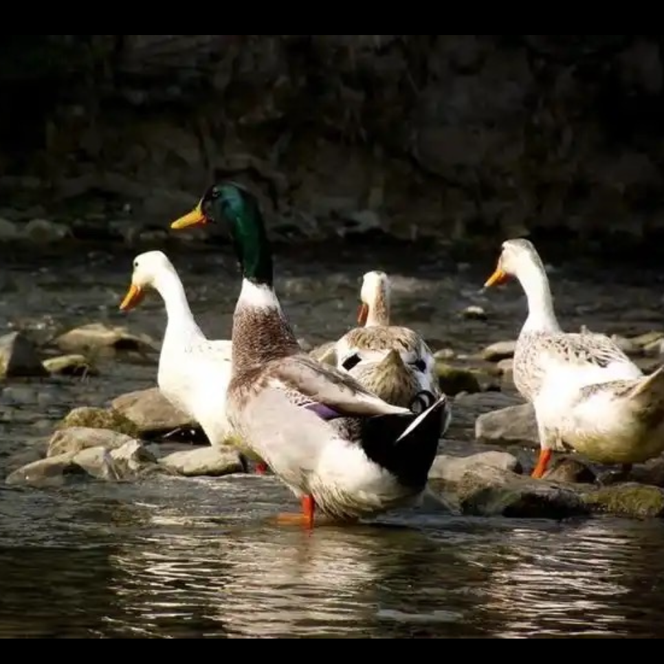 （顺丰包邮）广西水库散养土鸭 五谷杂粮喂养 （送柠檬鸭料包 ）