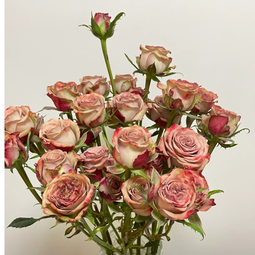 【多头玫瑰】卡布奇诺多头玫瑰 任意两单顺丰或者京东包邮