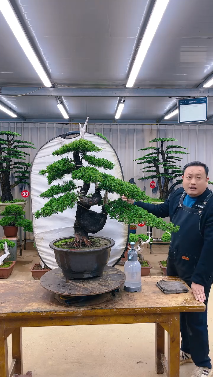 无花朵亮***?精品盆景 一物一拍