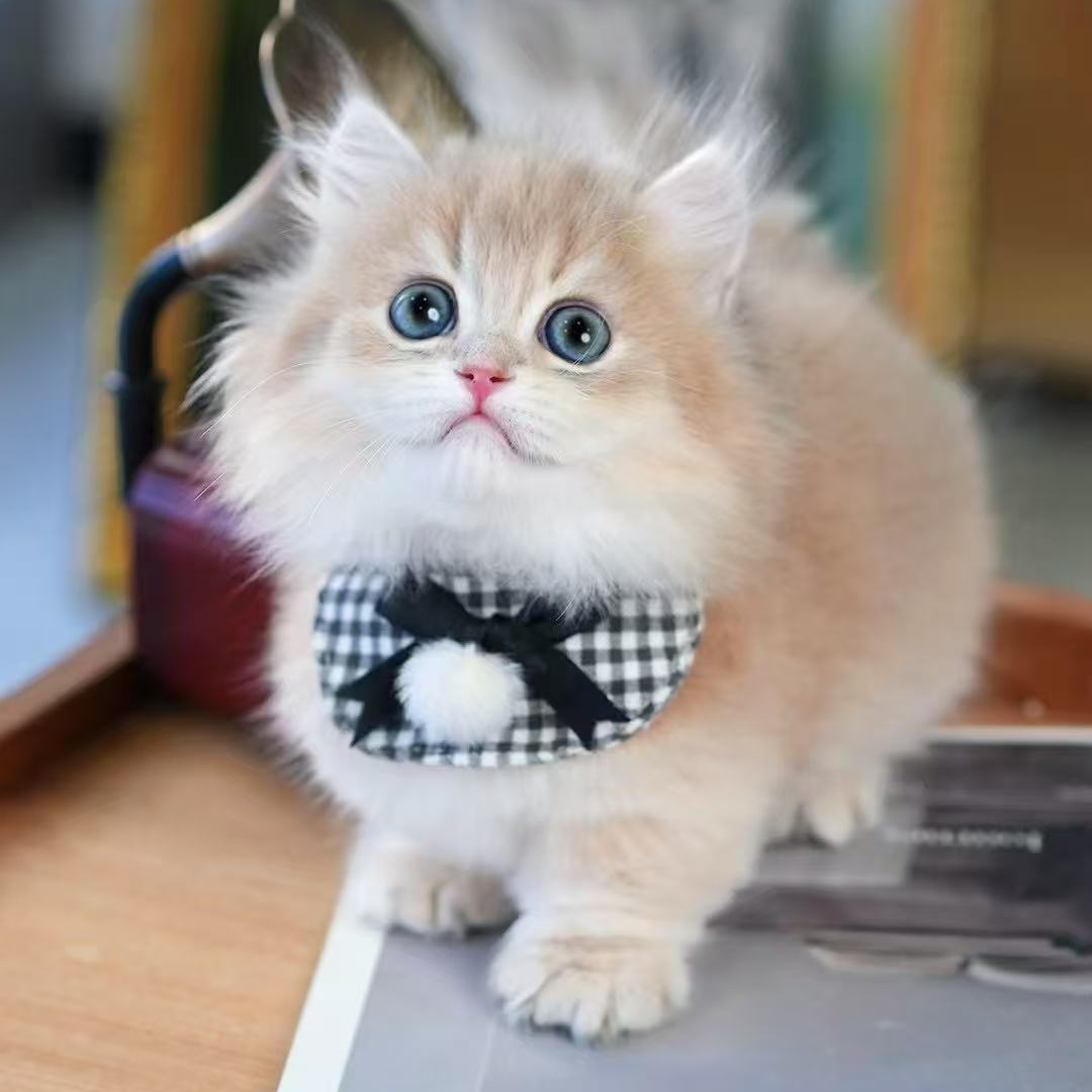 P-多品种活体猫咪包纯种包健康