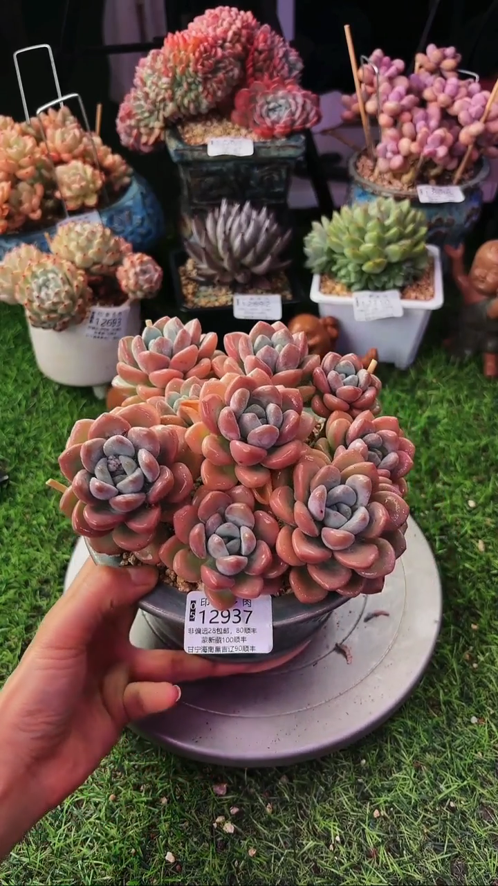 昆明印象多肉12937