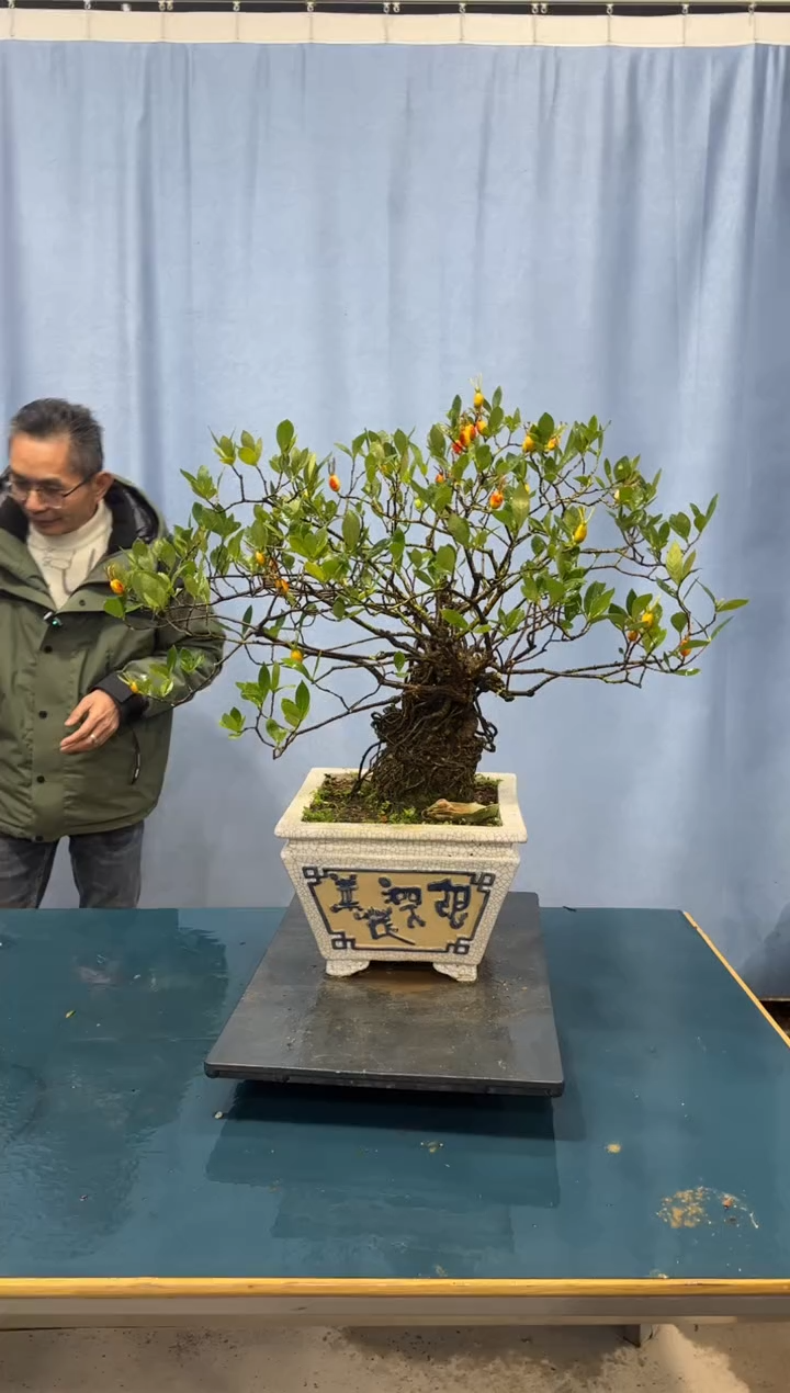 【闪购商品】盆景栀子花