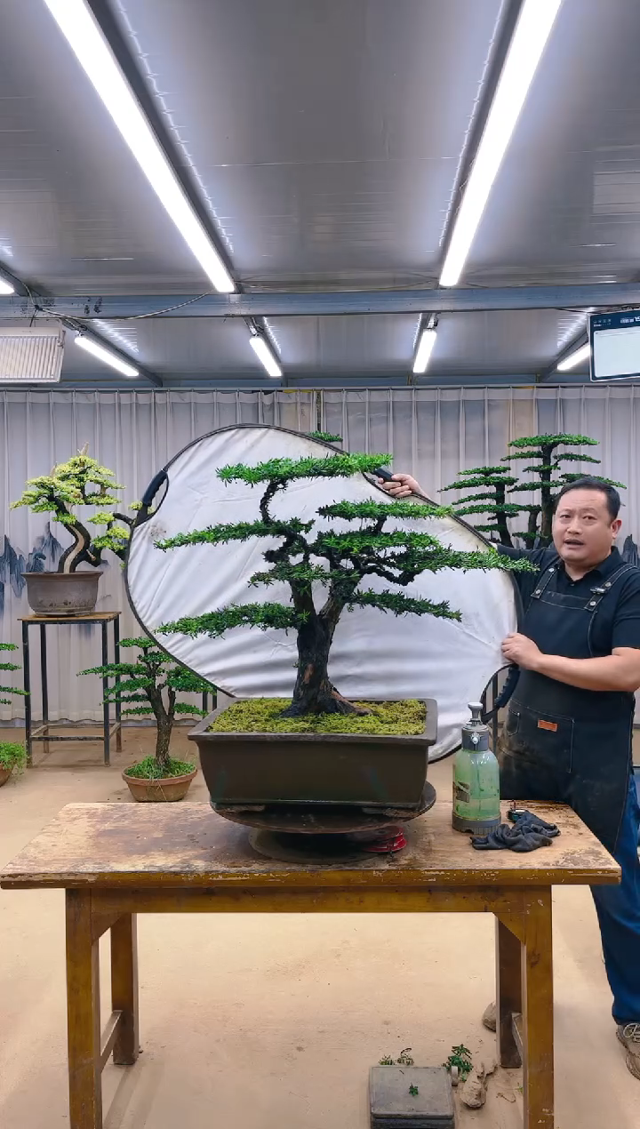 无花朵精品盆景  一物一拍