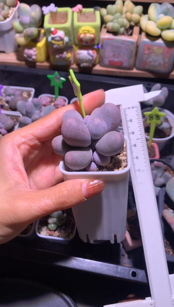 韩国米可奶酪多肉