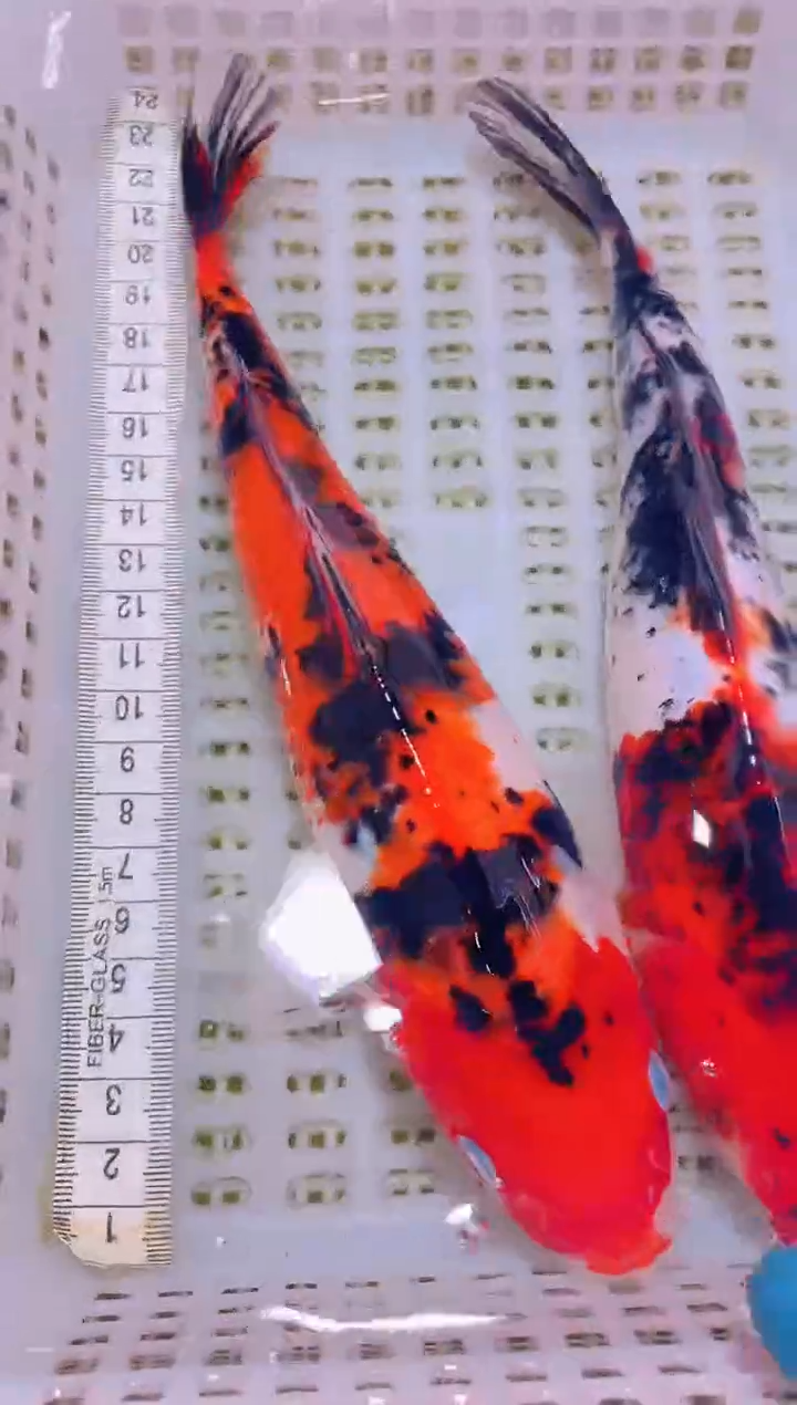 锦鲤冷水观赏鱼全场包邮78