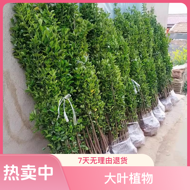 正宗北海道黄杨苗庭院绿化耐寒四季常青植物可作篱笆墙绿篱